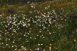 Flower meadow, Slovakia